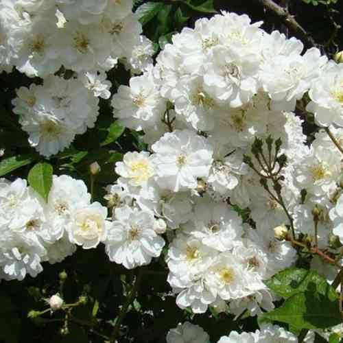 Саджанці троянд Гірлянд Де Амур (привитий) - 2-річний Чернівці