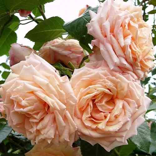 Саджанці троянд Барок (привитий) - 2-річний Чернівці