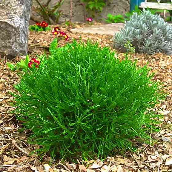 Саджанці сантоліни Зелена (черенкований) - 2-річний Чернівці