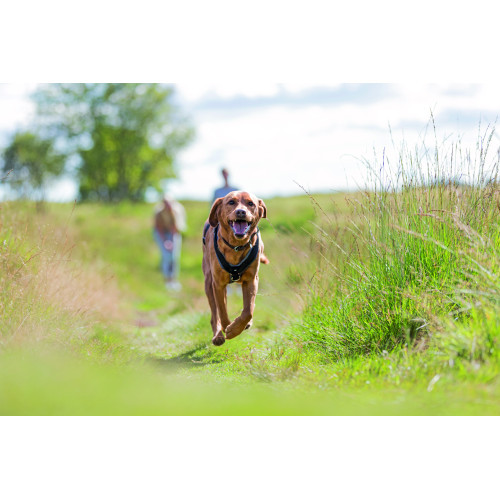 Шлей Trixie Премиум трекинговый L 70–85 см х 25 мм черный-графит Киев - изображение 2