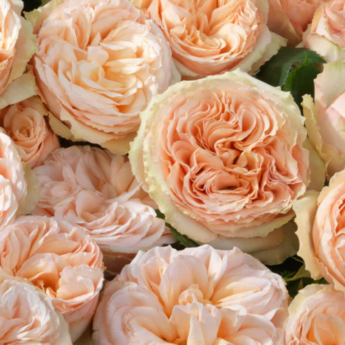 Саджанці троянд Джентл Трендсеттер (привитий) - 2-річний Чернівці - фото 1