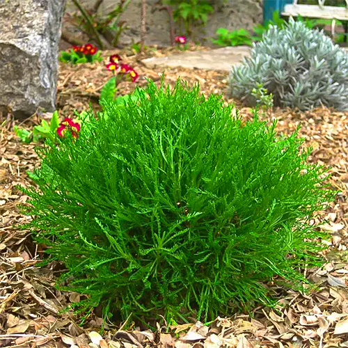 Саджанці сантоліни Зелена Чернівці - фото 1