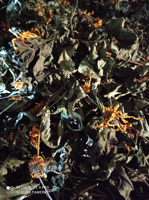 Топинамбур (лист и цветки), 100г master sem Киев - изображение 2