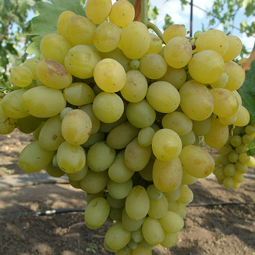 Cаджанці винограду Віва Айка (черенкований) - 1-річний Чернівці - фото 1