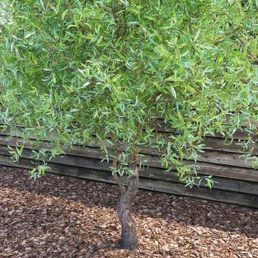 Саженцы ивы вьющейся Матсудана Тортуоза (черенкованный) Черновцы - изображение 2