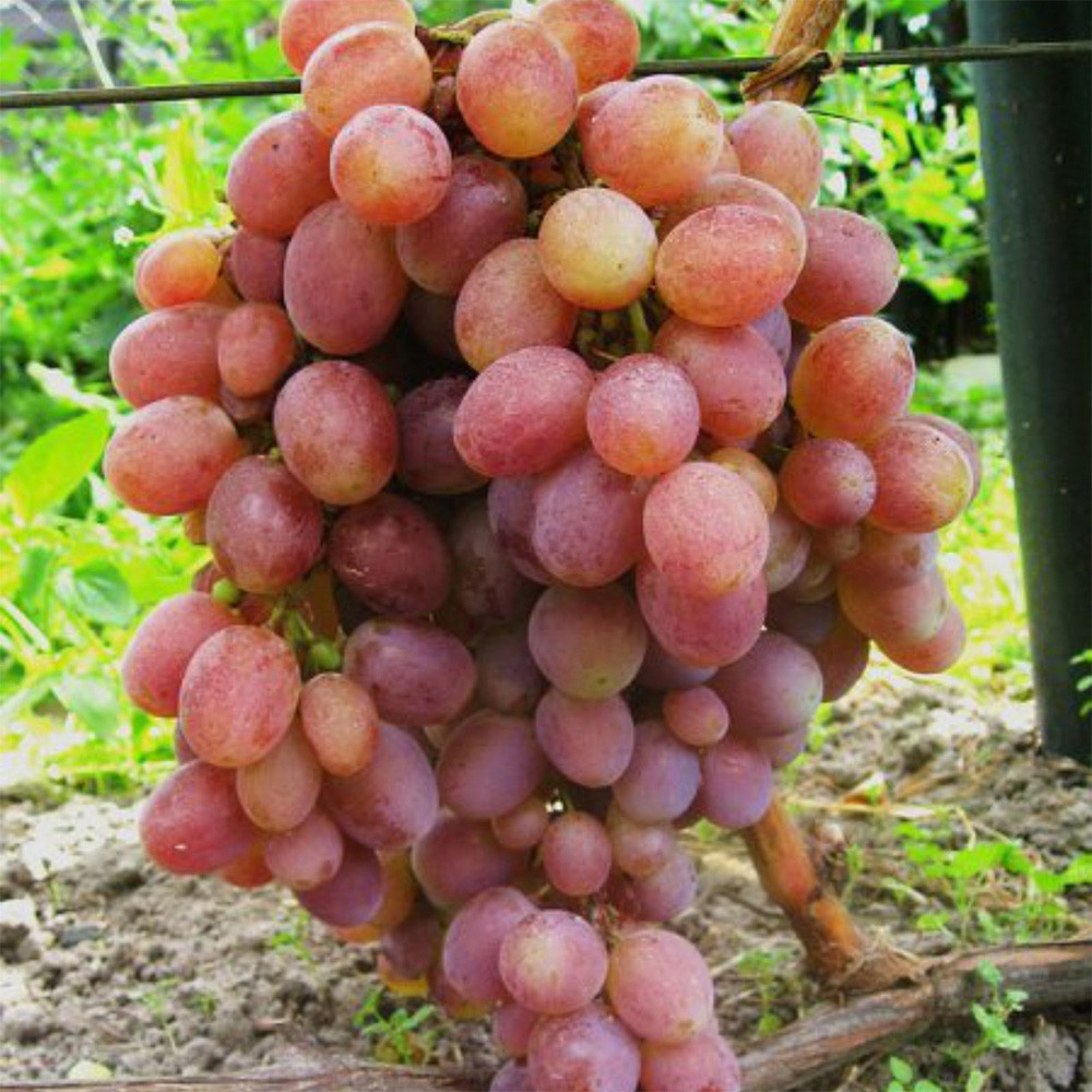 Cаджанці винограду Багровий (черенкований) - 1-річний Чернівці - фото 1