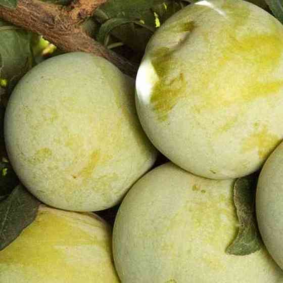 Саджанці плуота Королева Смаку (привитий) - 2-річний Чернівці