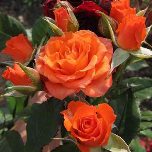 Саджанці троянд Кінг Баблс (привитий) - 2-річний Чернівці