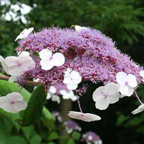 Саджанці гортензії Саржента (черенкований) - 1-річний Чернівці