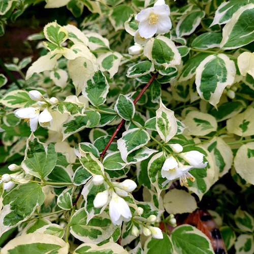 Саджанці жасмину Строкатий (черенкований) - 1-річний Чернівці - фото 1