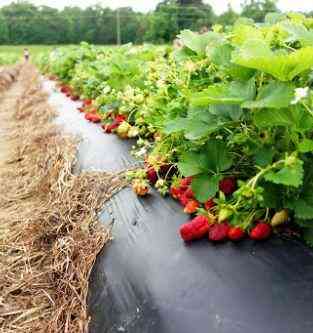 Плівка 30 мкм 0.8 м*500м Shadow чорна для мульчування Дніпро