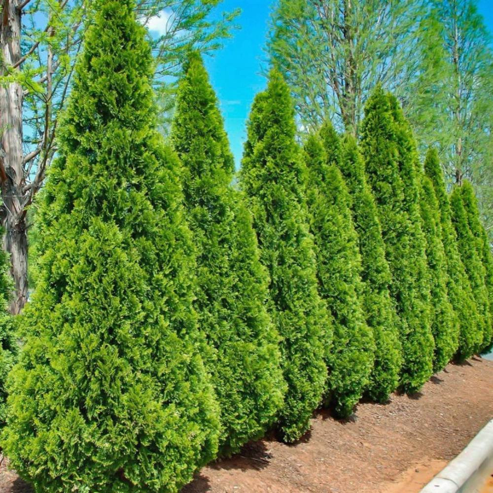 Саженцы складчатой туи Гельдерланд Черновцы - изображение 1