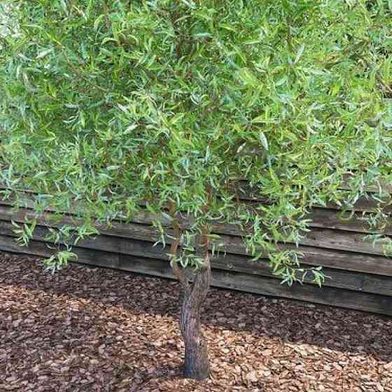 Саджанці верби кучерявої Матсудана Тортуоза (черенкований) - 1-річний Чернівці