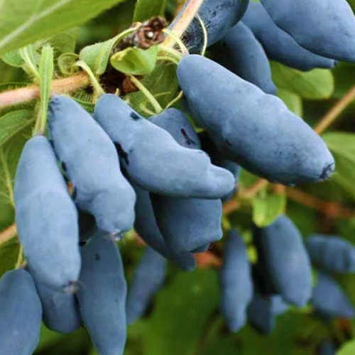 Саженцы жимолости Атут (черенкованный) - 2-летний Черновцы - изображение 1