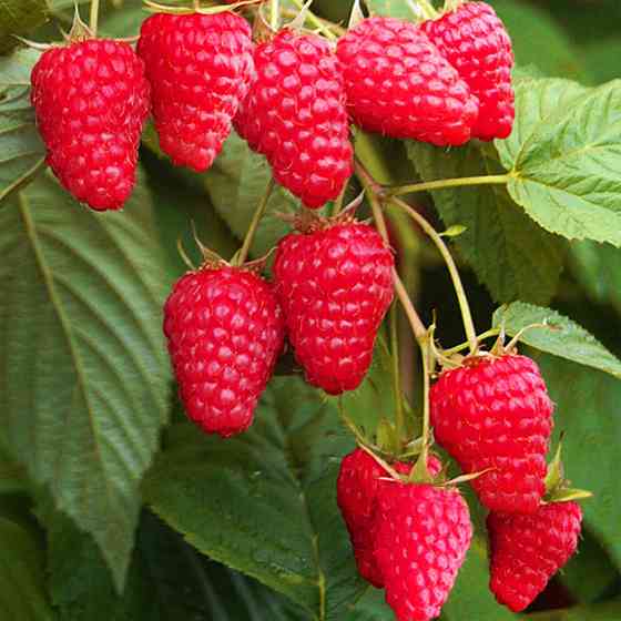 Саджанці малини Полка Чернівці