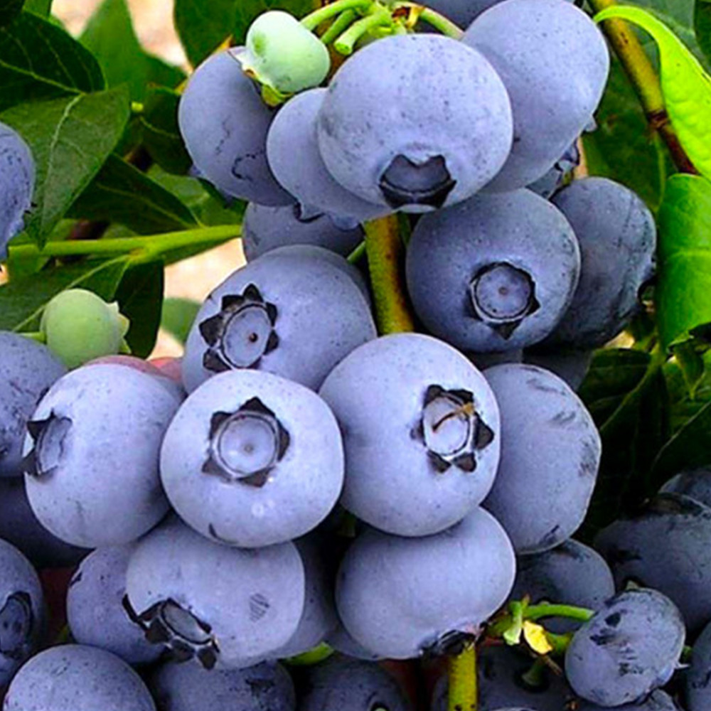 Саженцы голубики Бонус - 3-летний Черновцы - изображение 1