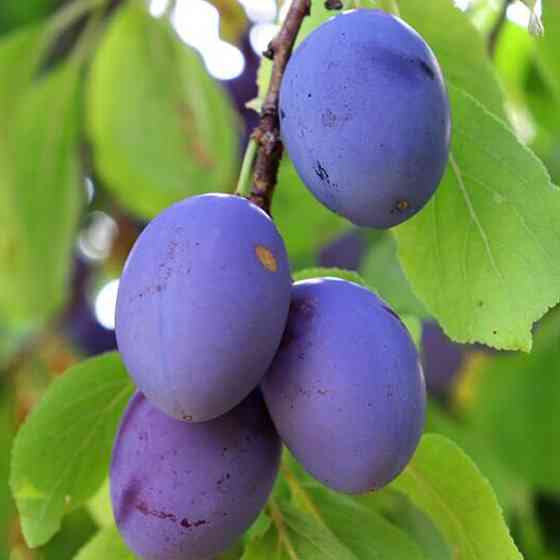 Саженцы сливы Поздняя Храмовая (привитый) - 2-летний Черновцы