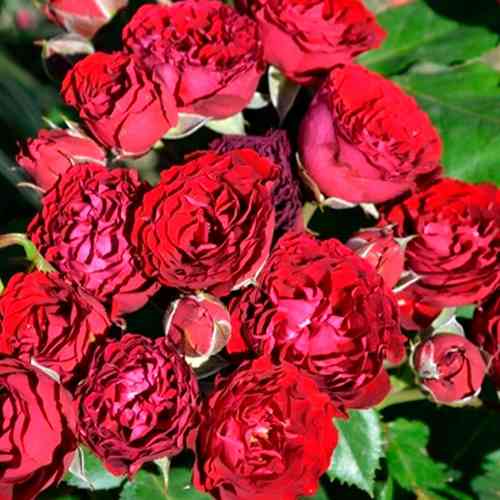 Саженцы роз Астерия (привитый) - 2-летний Черновцы