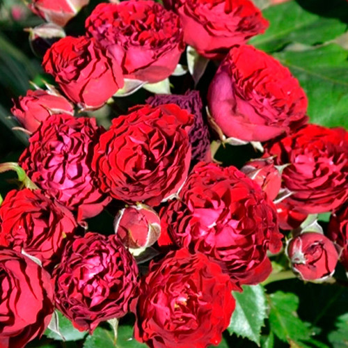 Саженцы роз Астерия (привитый) - 2-летний Черновцы - изображение 1