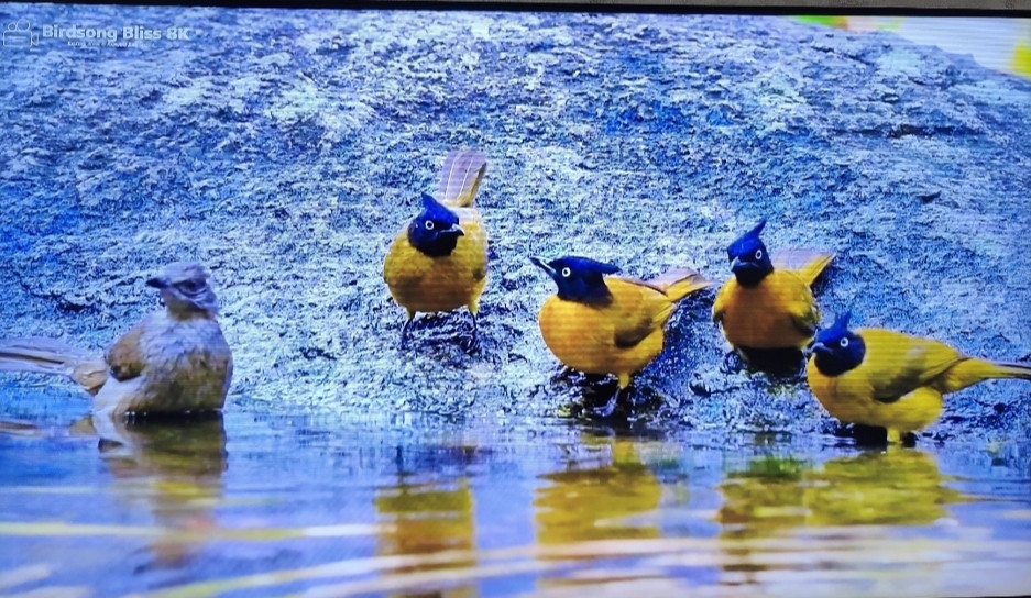 Телевизор Samsung 50Q60 Smart 4K. Киев - изображение 7