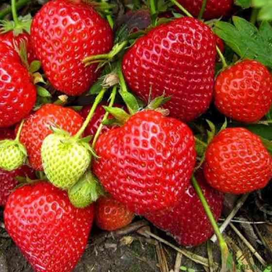 Саженцы клубники Дерселект (10 штук) - 1-летний Черновцы