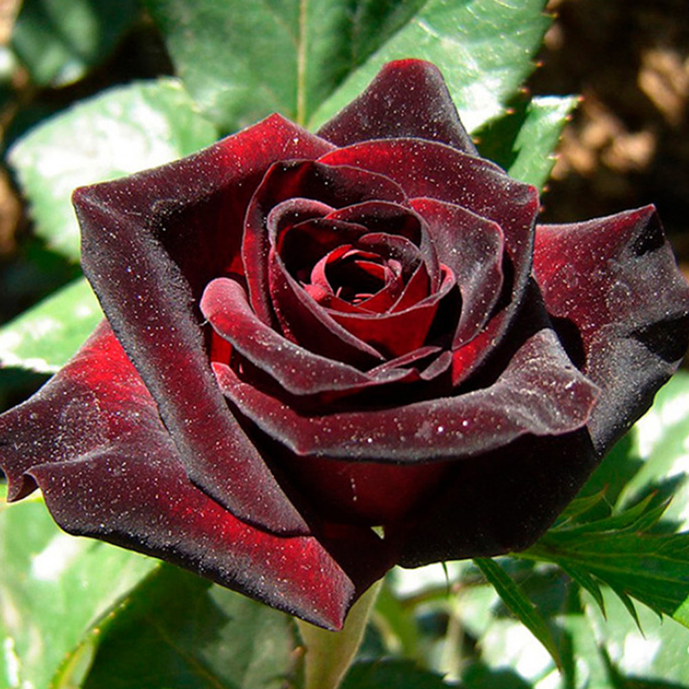 Саджанці троянд на штамбі Блек Баккара (привитий) Чернівці - фото 3