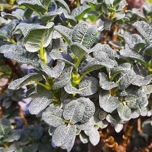 Саджанці декоративної верби Бойда (черенкований) - 2-річний Чернівці - фото 1