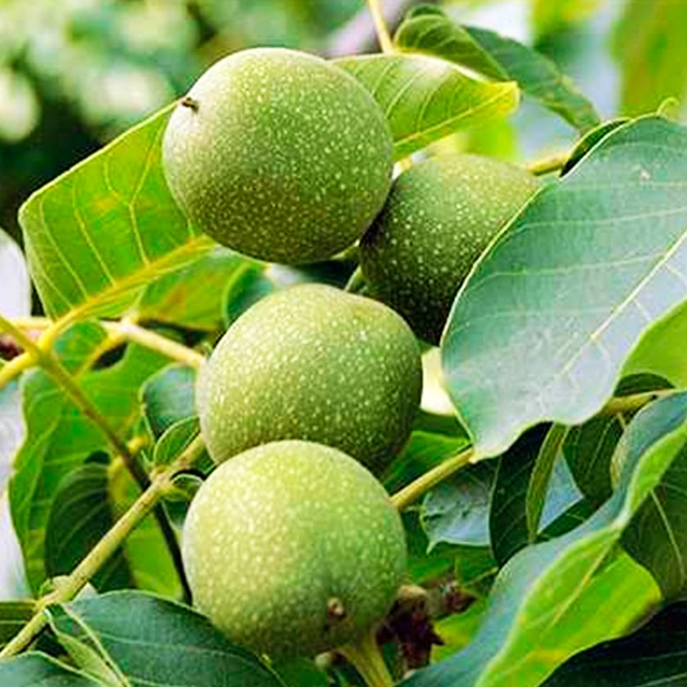 Саженцы грецкого ореха Великан - 3-летний Черновцы - изображение 3