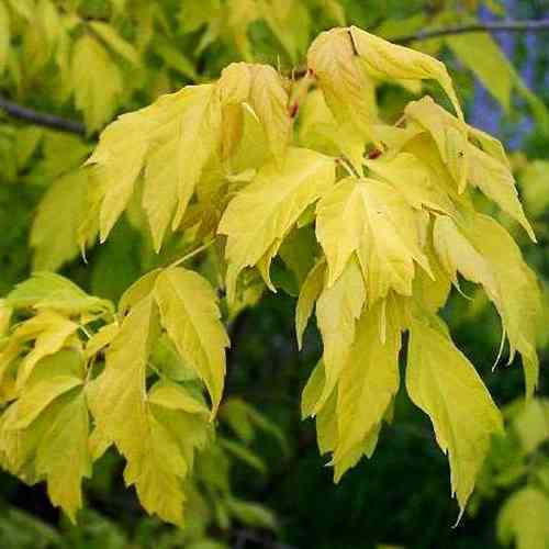 Саженцы клена Одессанум (привитый) - 2-летний Черновцы