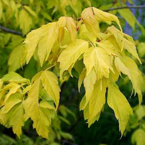 Саженцы клена Одессанум (привитый) - 2-летний Черновцы - изображение 1