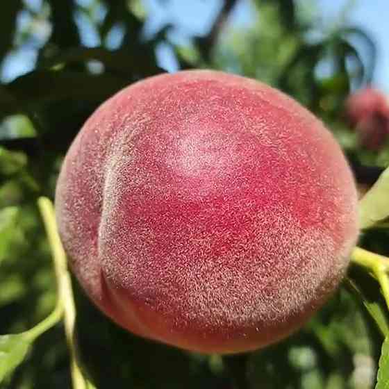 Саджанці персика Манон (привитий) - 2-річний Чернівці