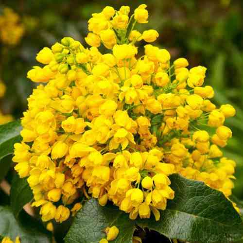 Саженцы магонии Ползучая Злата (черенкованный) - 2-летний Черновцы