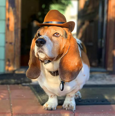 Капелюх для собак коричневий розм S Київ - фото 3