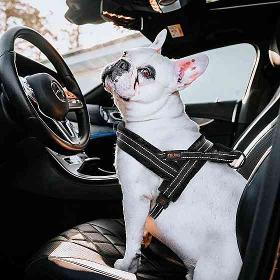 М'який фланелевий жилет-шлейка для собак Didog розмір S 4,5-9кг (товар вживаний) Луцк