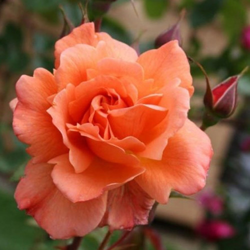 Саджанці троянд Вестерленд (привитий) - 2-річний Чернівці - фото 1