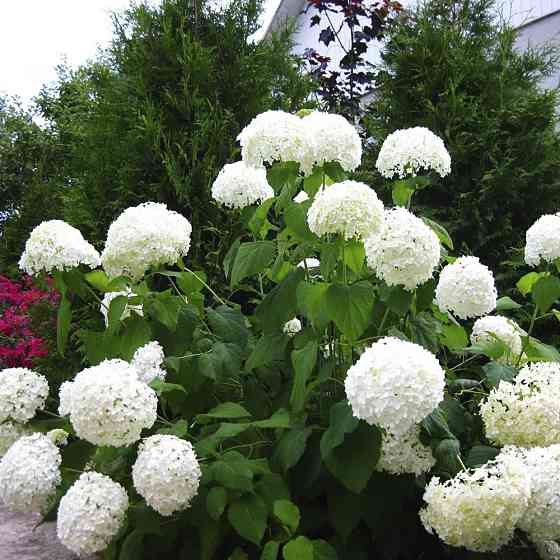 Саджанці гортензії Анабель (черенкований) - 2-річний Чернівці