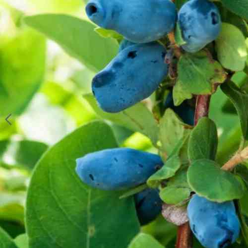 Саженцы жимолости Медовая Ягода (черенкованный) - 3-летний Черновцы