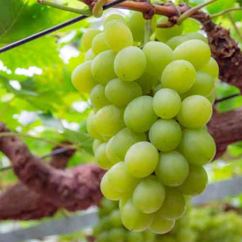 Cаджанці винограду Александрійський (черенкований) - 2-річний Чернівці