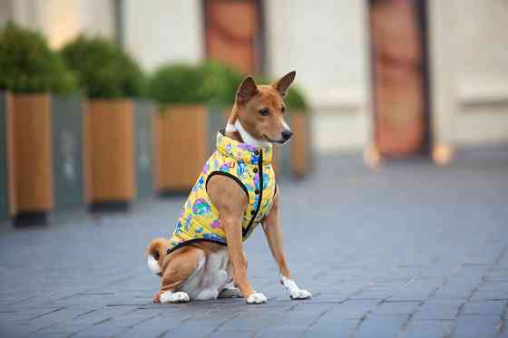 Курточка для собак WAUDOG Clothes малюнок "Рік та Морті 3", L65, В 87-90 см, С 60-65 см Коломыя