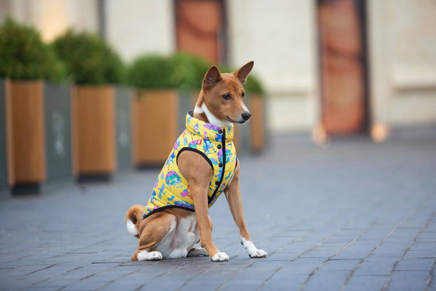 Курточка для собак WAUDOG Clothes малюнок "Рік та Морті 3", L65, В 87-90 см, С 60-65 см Коломыя - изображение 2