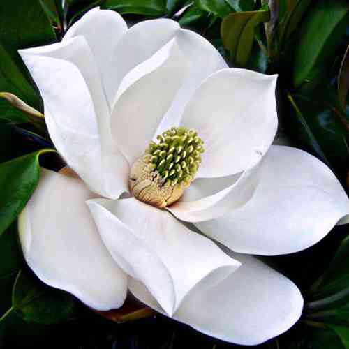 Саженцы магнолии Королевская (черенкованный) - 2-летний Черновцы