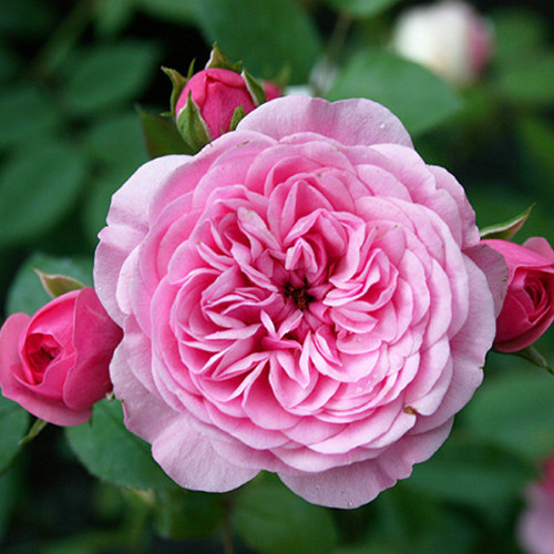 Саженцы роз Старлет Роуз Ева (привитый) - 2-летний Черновцы - изображение 1