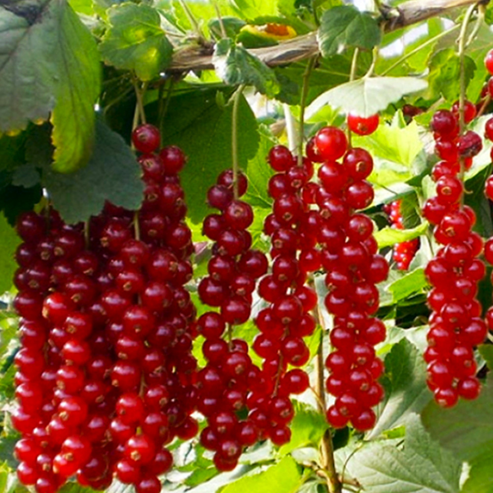 Саджанці смородини Ровада Чернівці - фото 1