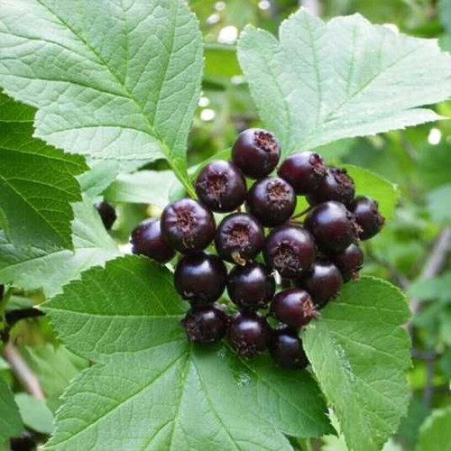 Саженцы боярышника Черный (привитый) - 1-летний Черновцы - изображение 1