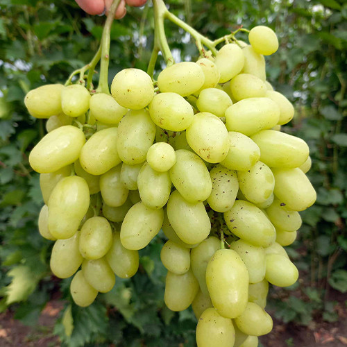 Cаджанці винограду Бананас (черенкований) - 1-річний Чернівці - фото 1