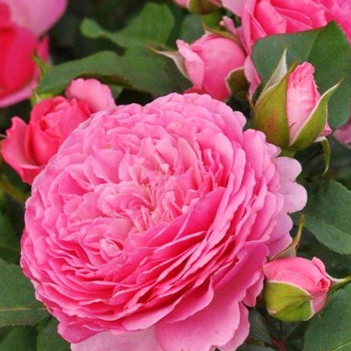 Саджанці троянд Фрайфрау Кароліна (привитий) - 2-річний Чернівці - фото 1