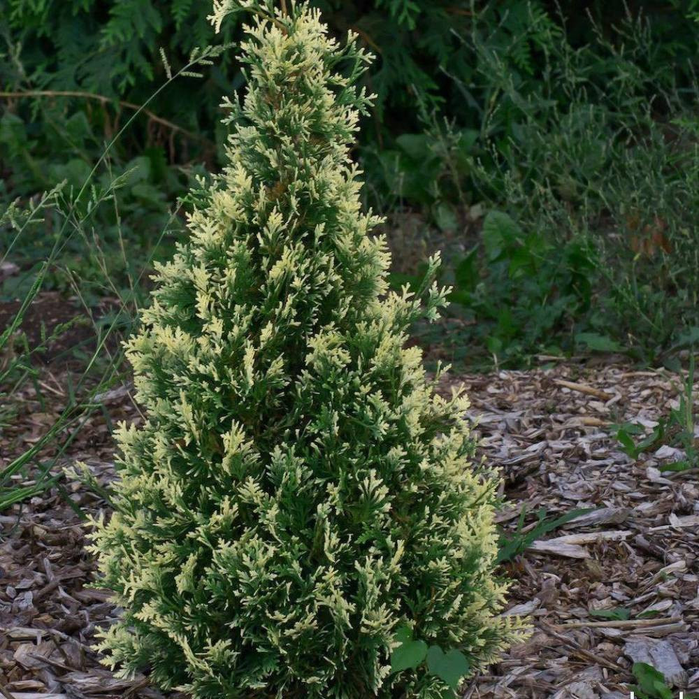 Саженцы долотовидной туи Вариегата Черновцы - изображение 2