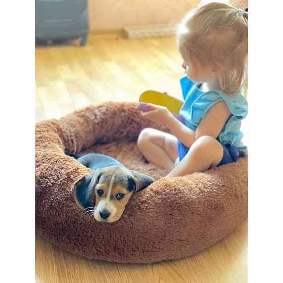 Лежанка для собак і кішок «Ворс» коричнева Incor 10042 XXL (90см) Київ