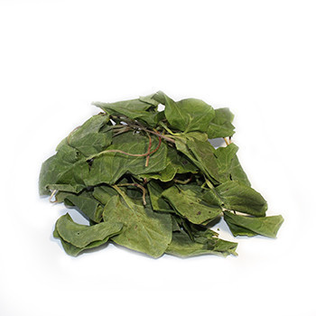 Грушанка круглолистная, 500г. MasterSEM Киев - изображение 1