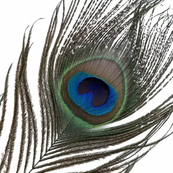 Лоскітка LOCKINK SEVANDA Natural Peacock Flirting Feather Tickler, перо павича Львів